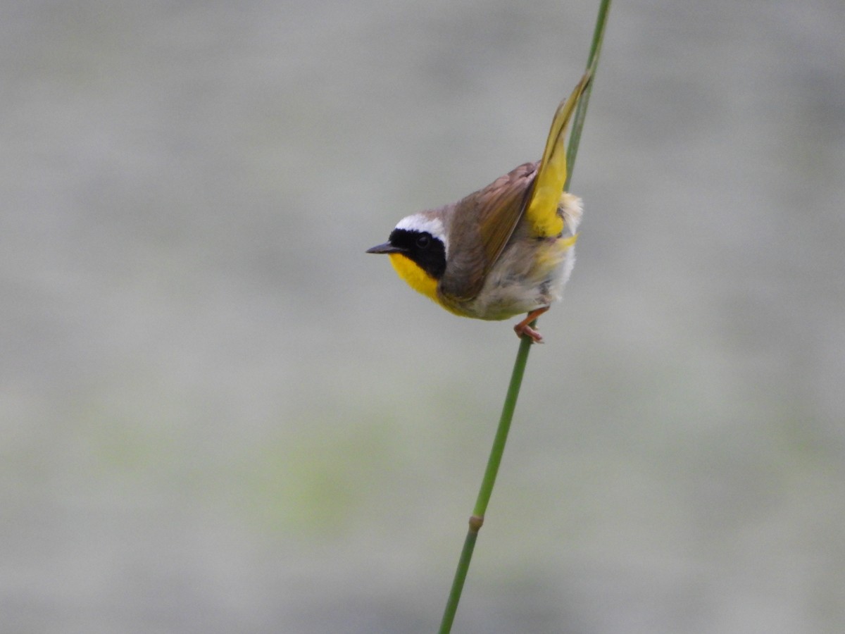 Common Yellowthroat - ML620496373