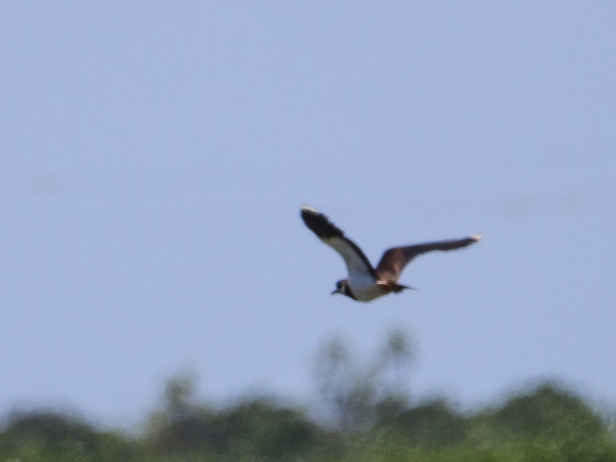 Northern Lapwing - ML620496383