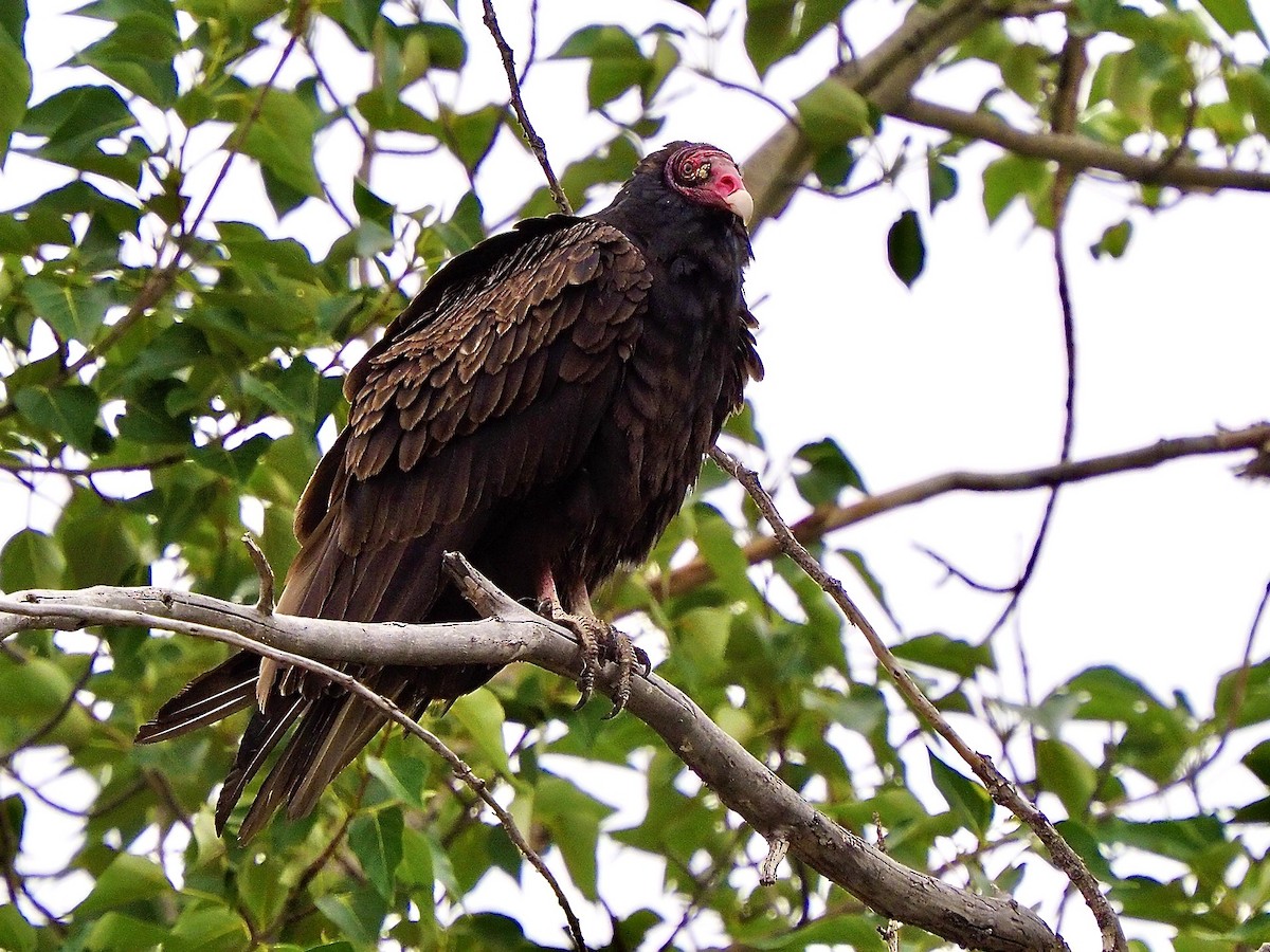 Turkey Vulture - ML620496386