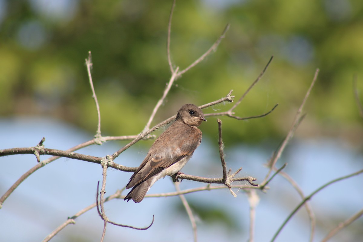 Northern Rough-winged Swallow - ML620496388