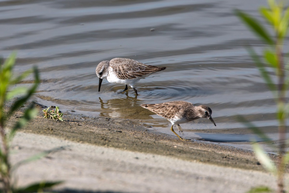 Western Sandpiper - ML620496389