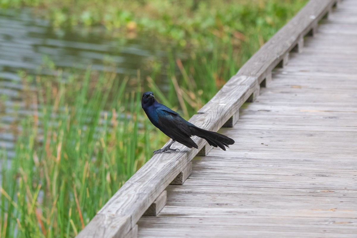 Boat-tailed Grackle - ML620496390