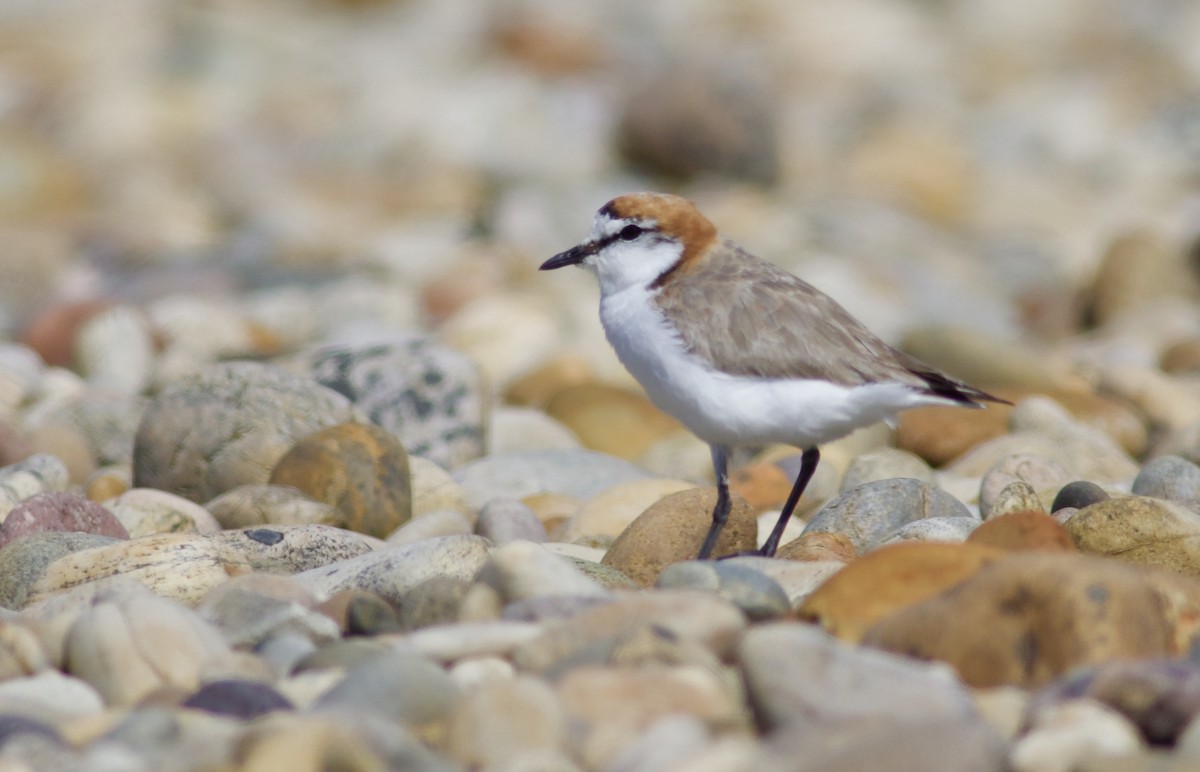 Red-capped Plover - ML620496391