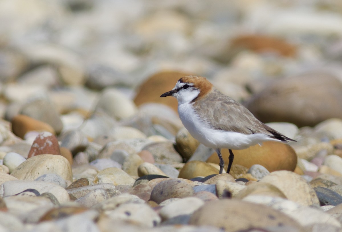 Red-capped Plover - ML620496393