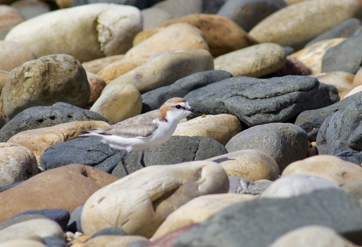 Red-capped Plover - ML620496394