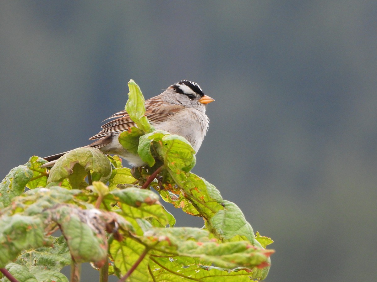 White-crowned Sparrow - ML620496400