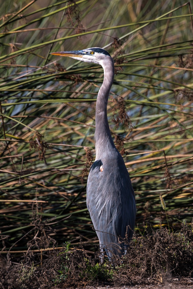 Great Blue Heron - ML620496401