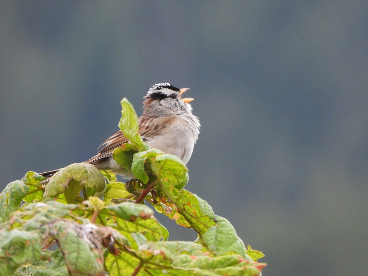 White-crowned Sparrow - Peter Thompson