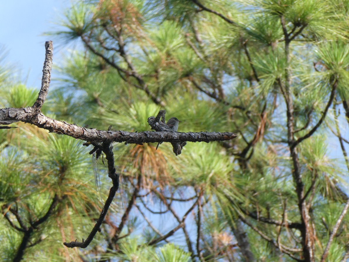 Eastern Wood-Pewee - ML620496408