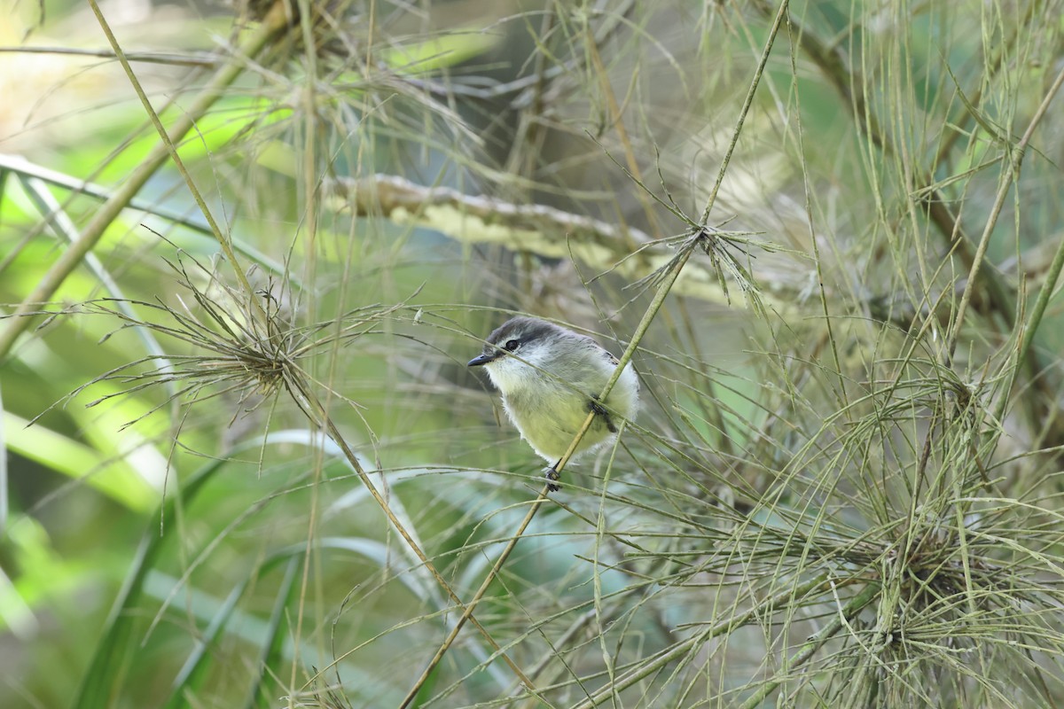 White-throated Tyrannulet - ML620496411