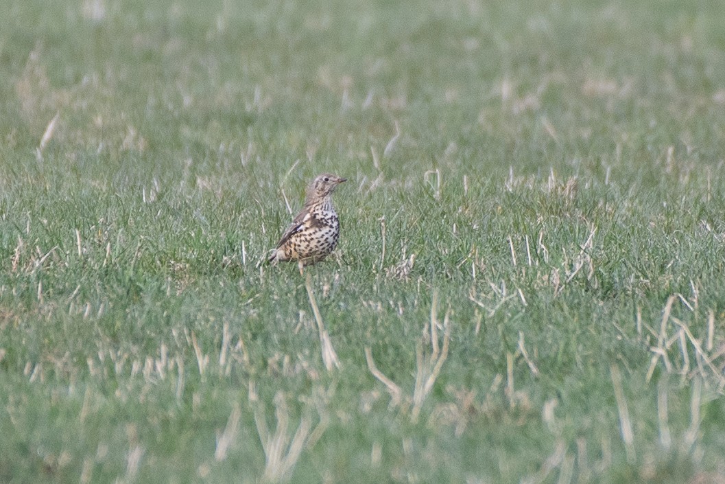 Mistle Thrush - ML620496420