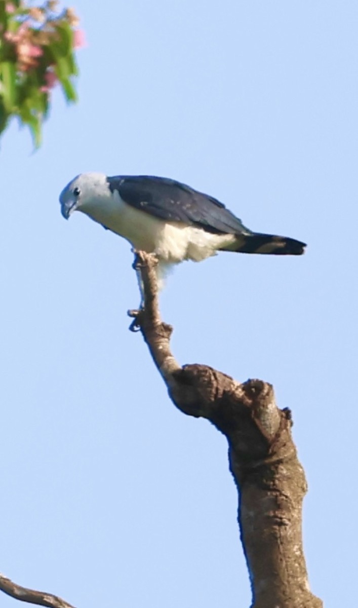 Gray-headed Kite - ML620496427