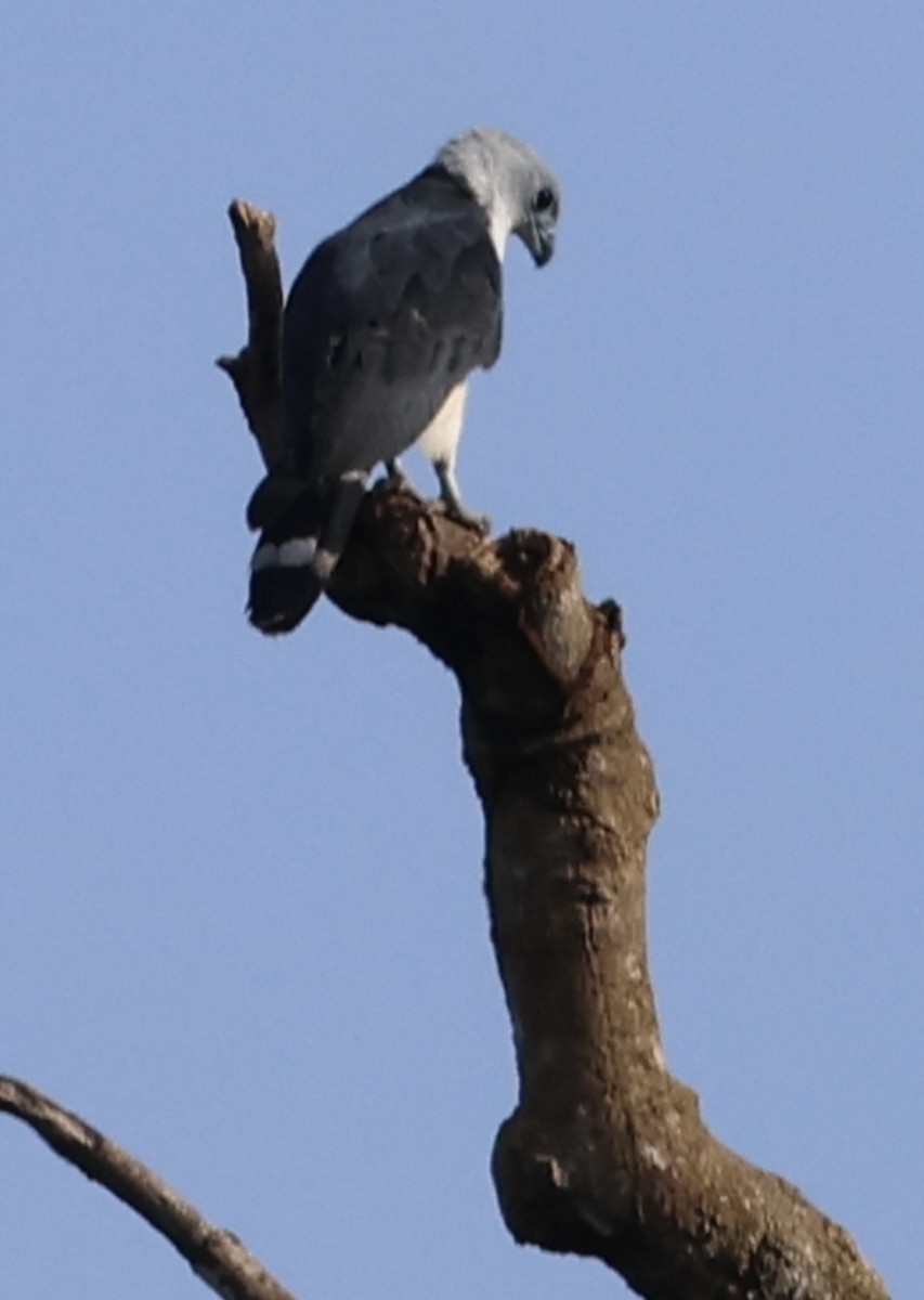 Gray-headed Kite - ML620496428