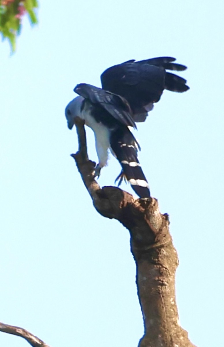 Gray-headed Kite - ML620496429