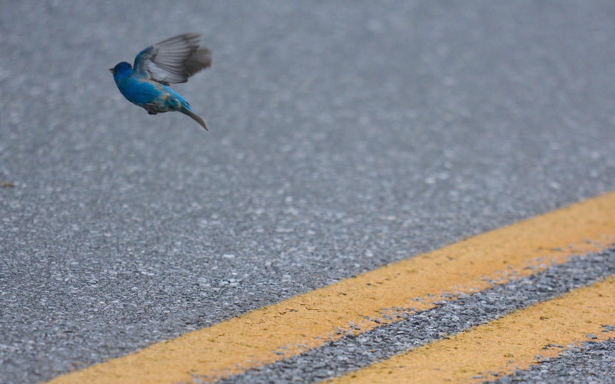 Indigo Bunting - ML620496439