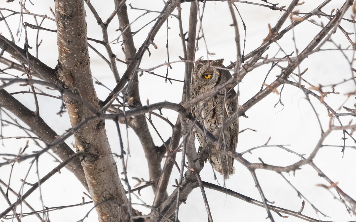 Eurasian Scops-Owl - ML620496441