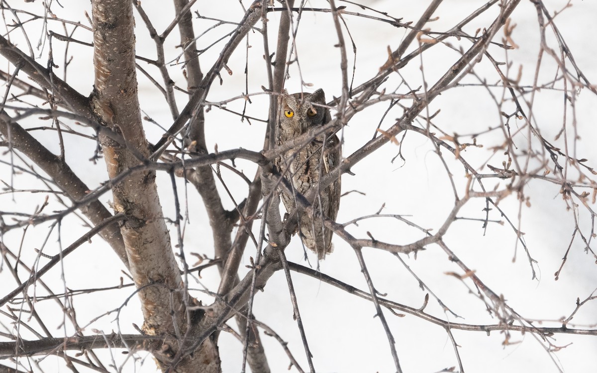 Eurasian Scops-Owl - ML620496442