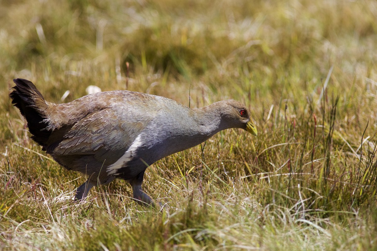 Grünfuß-Teichhuhn - ML620496443