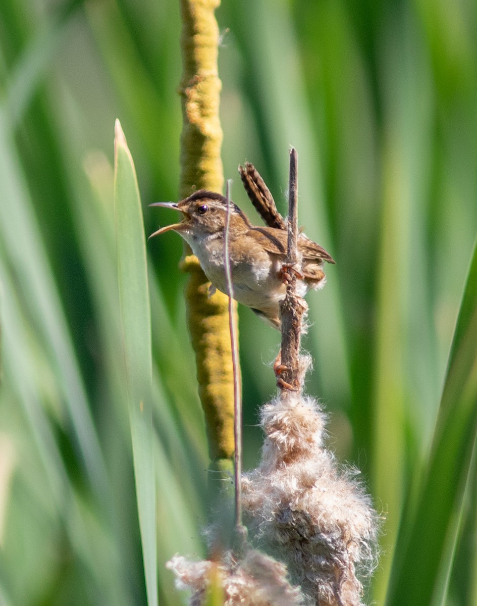 Marsh Wren - ML620496447