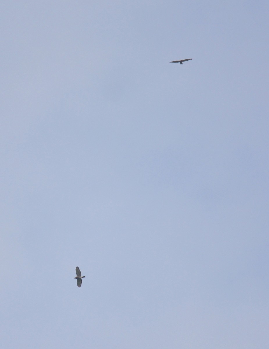 Red-tailed Hawk (borealis) - ML620496451