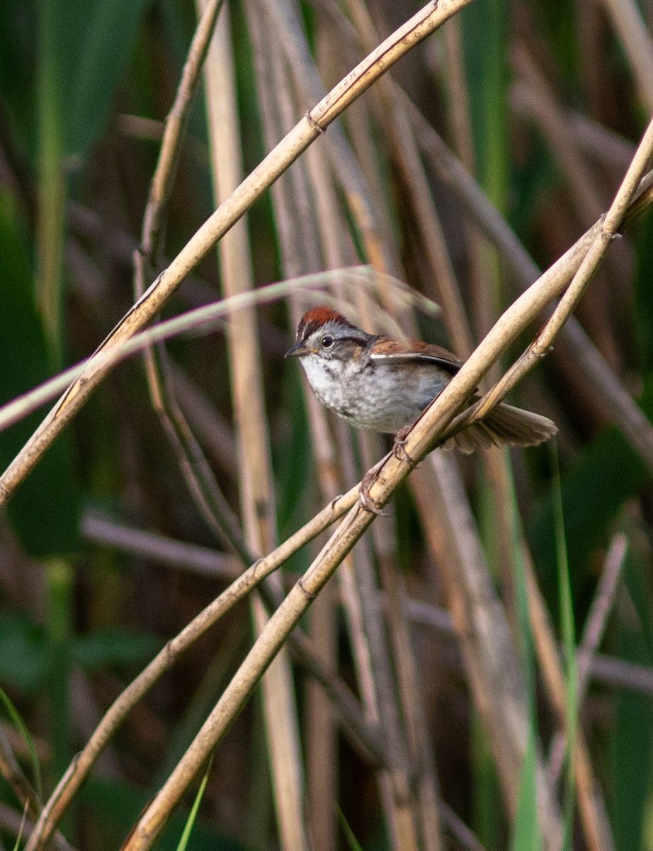 Swamp Sparrow - ML620496452