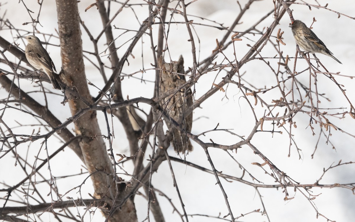 Fire-fronted Serin - ML620496453