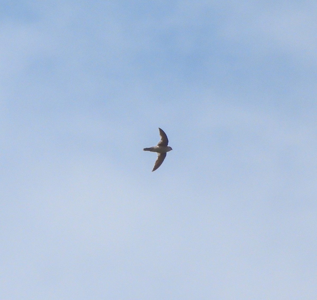 Indian Swiftlet - ML620496460