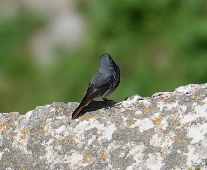 Black Redstart - ML620496462