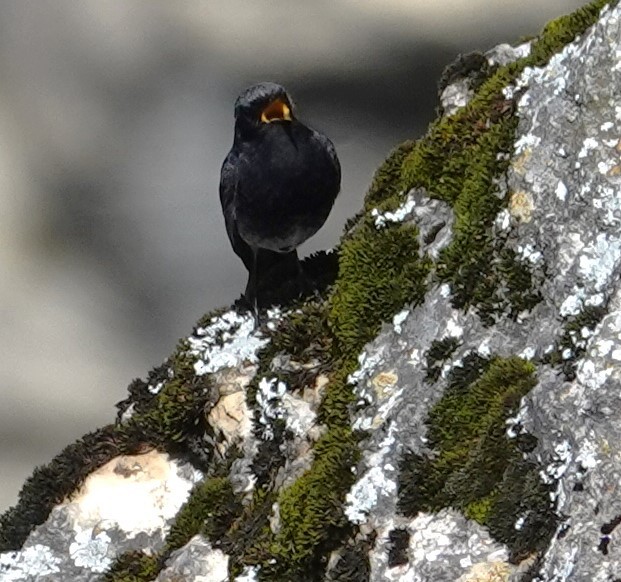 rehek domácí - ML620496463