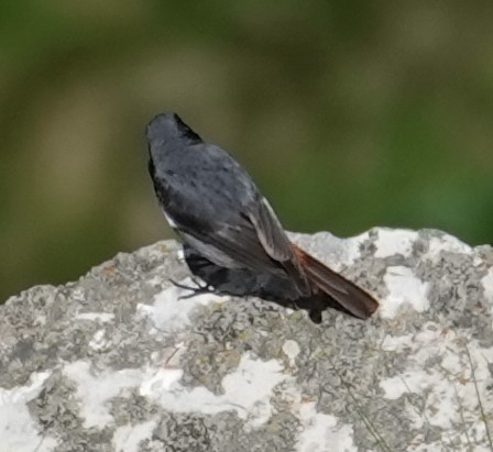 Мойлон гал сүүлт - ML620496464