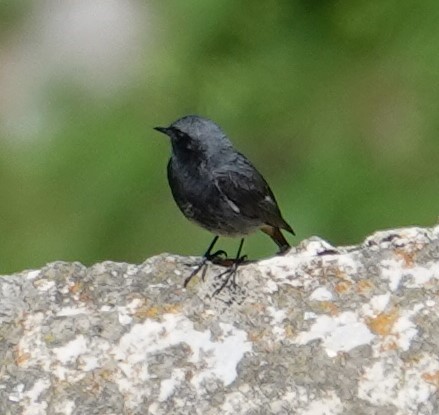 Black Redstart - ML620496465