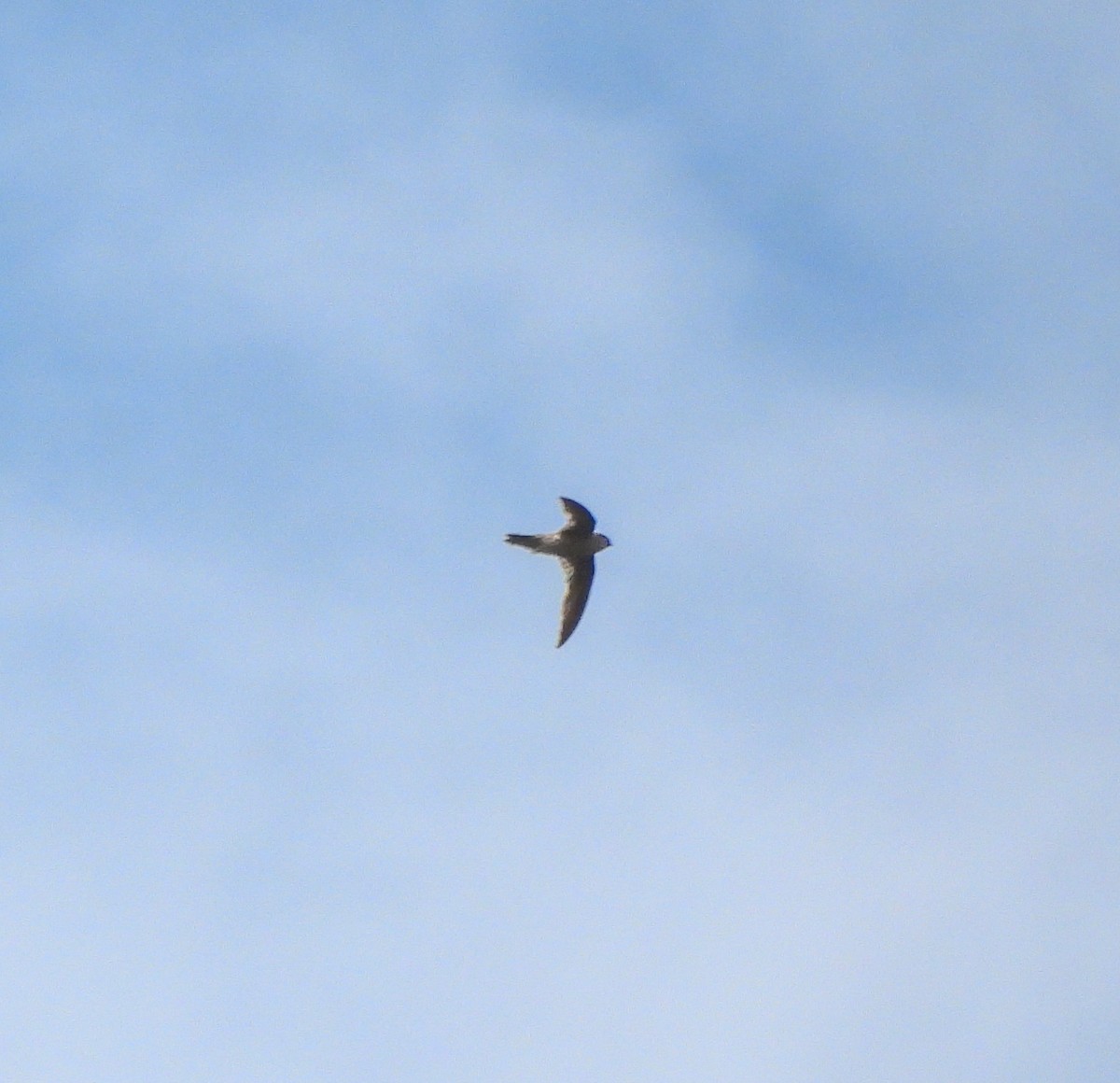 Indian Swiftlet - ML620496466