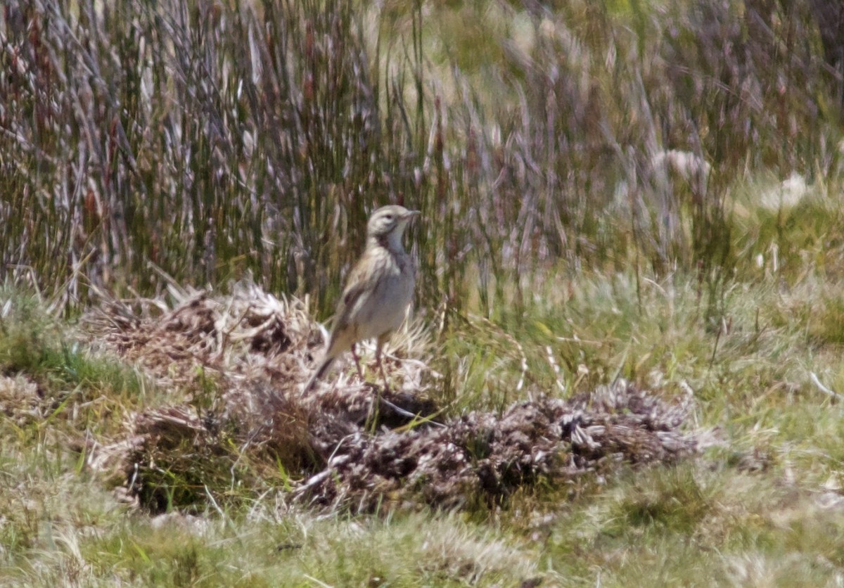 Bisbita Neozelandés (grupo australis) - ML620496474