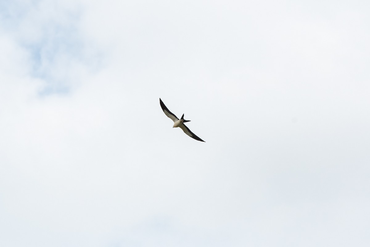 Swallow-tailed Kite - Lorraine Morecraft