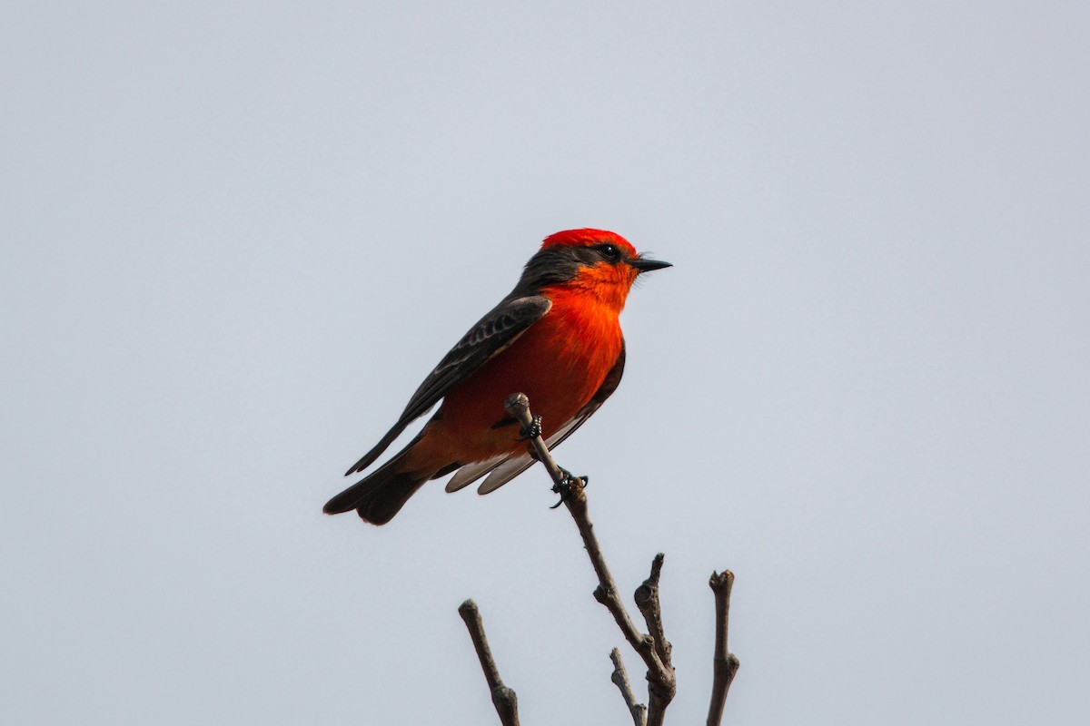 Vermilion Flycatcher - William Clark