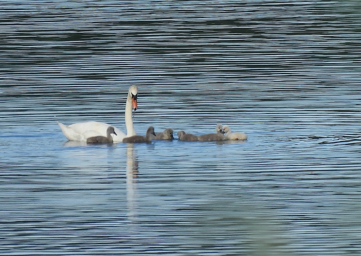 Mute Swan - ML620496482