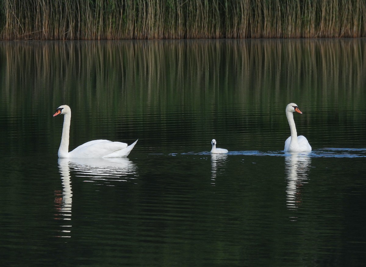 Mute Swan - ML620496483