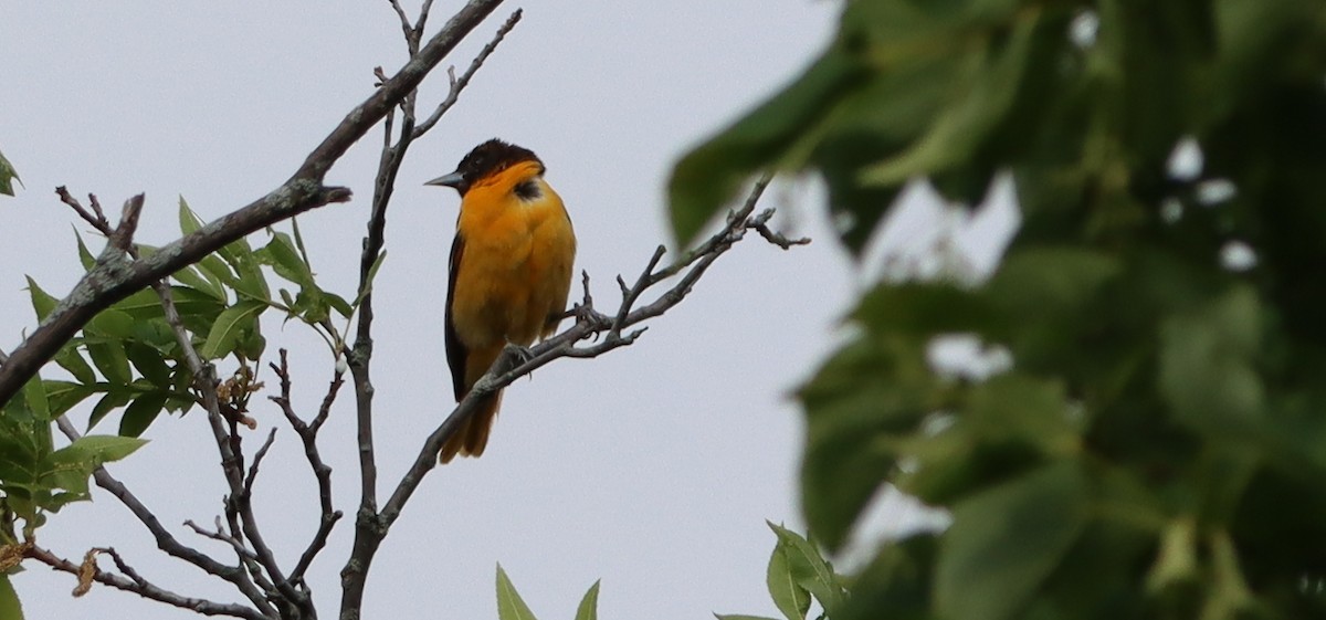 Baltimore Oriole - Marianne Roy