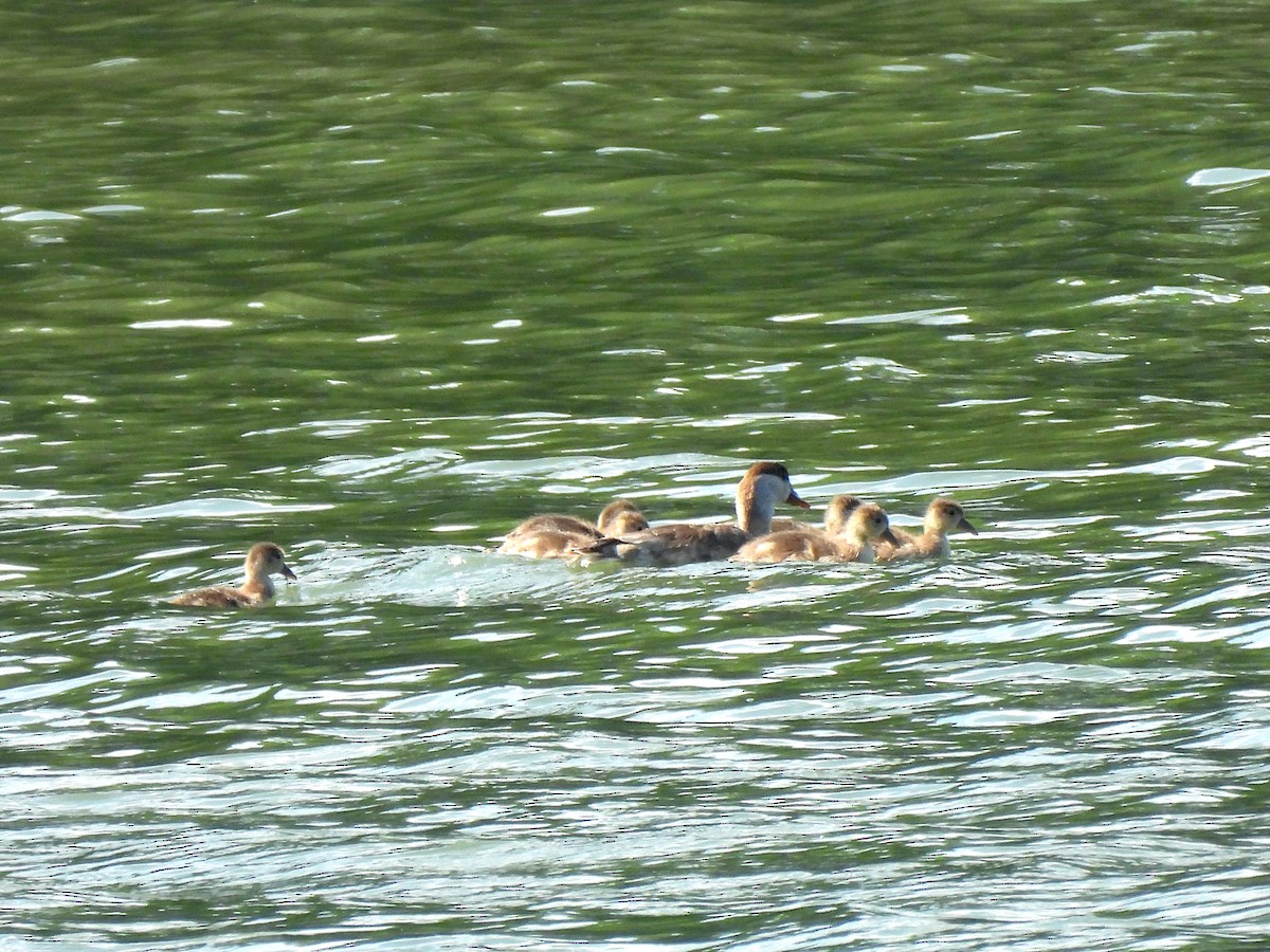 Red-crested Pochard - ML620496489