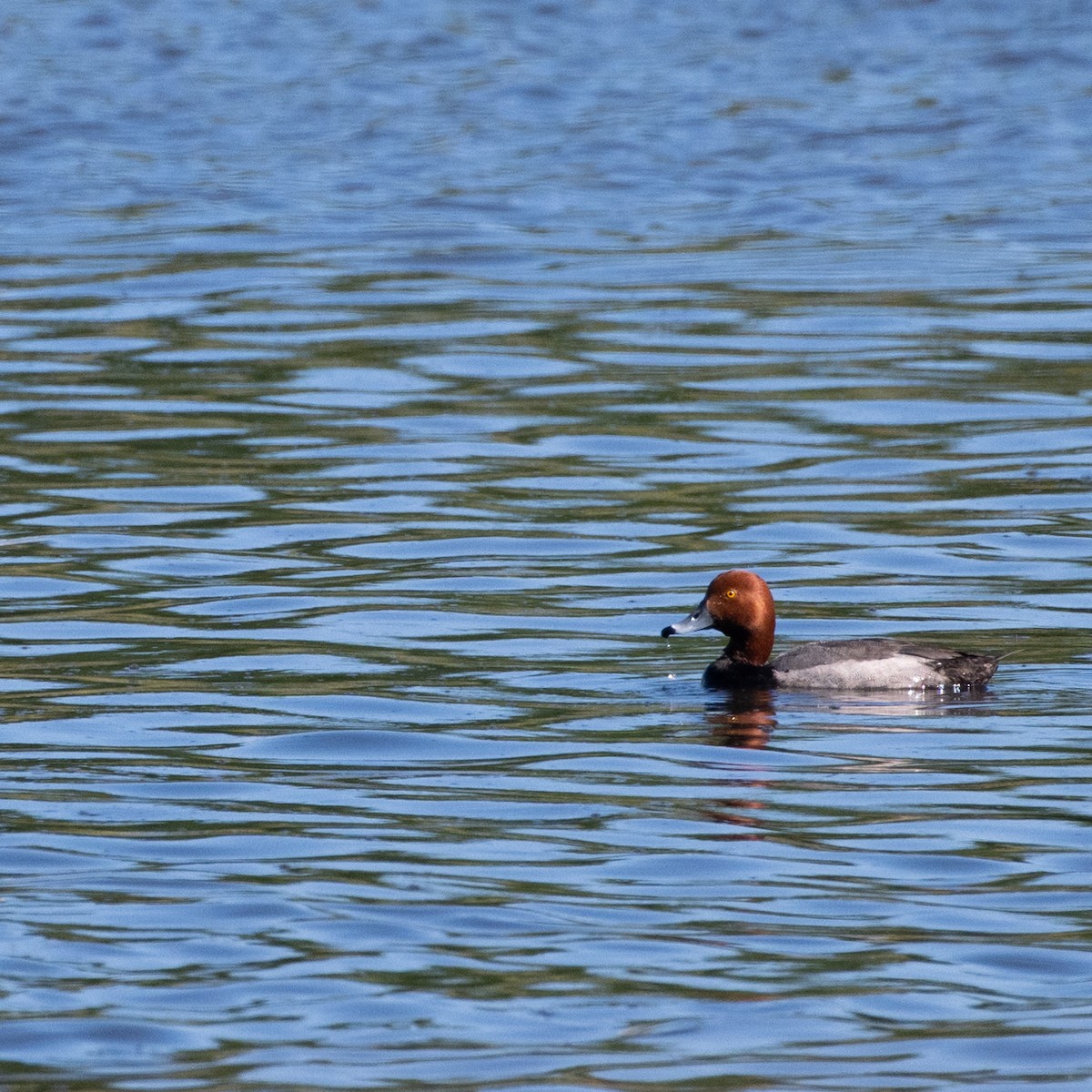 Redhead - ML620496491