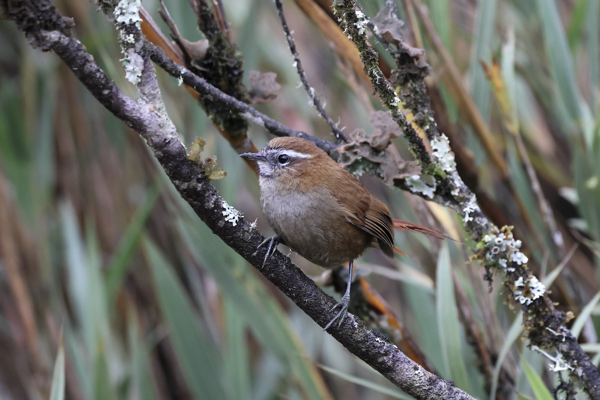 White-browed Spinetail - Gabriel Leite