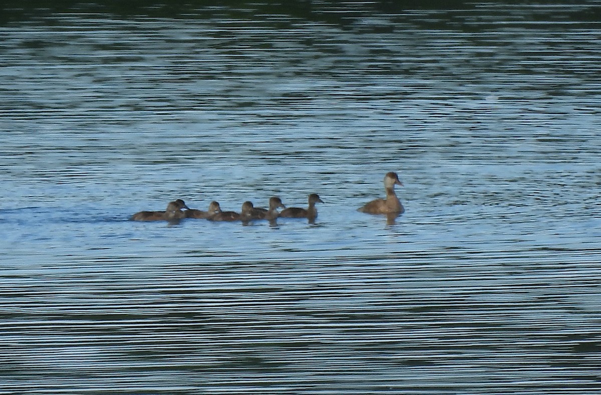 Red-crested Pochard - ML620496496