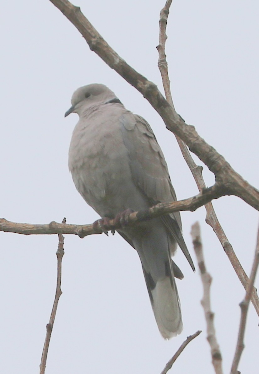 Eurasian Collared-Dove - ML620496498