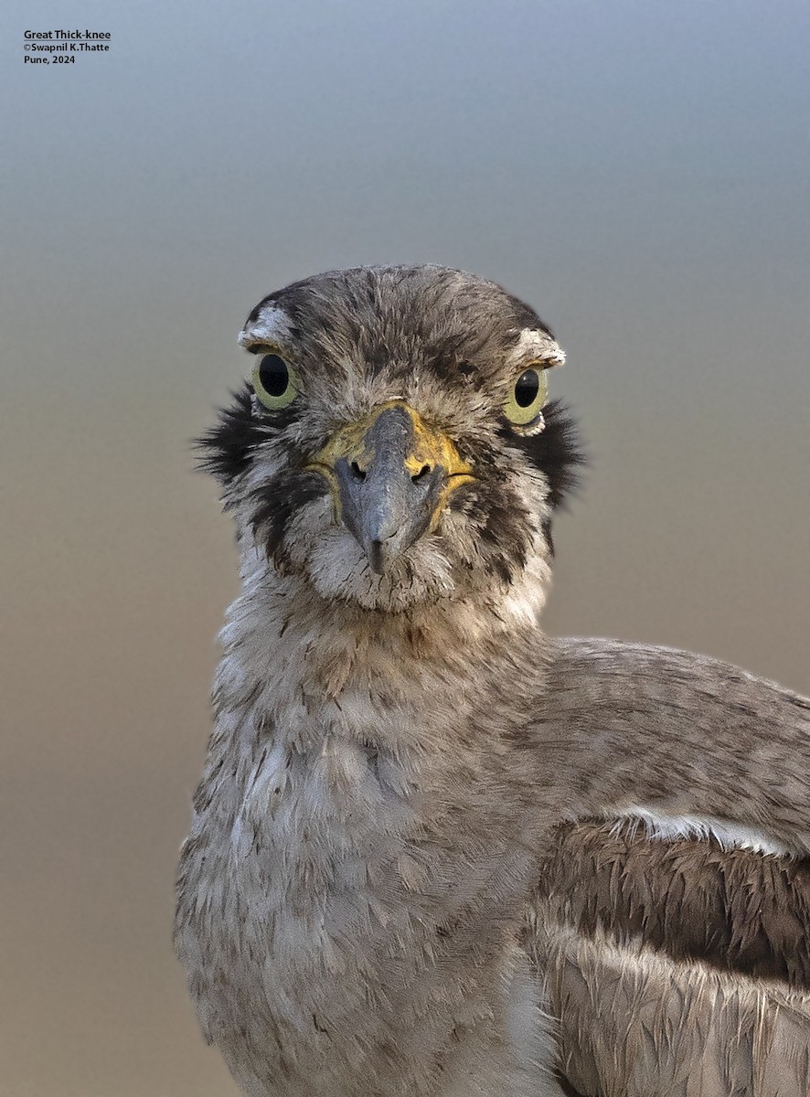 Great Thick-knee - ML620496499