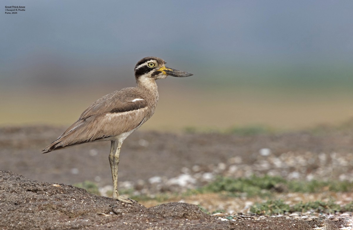 Great Thick-knee - ML620496500