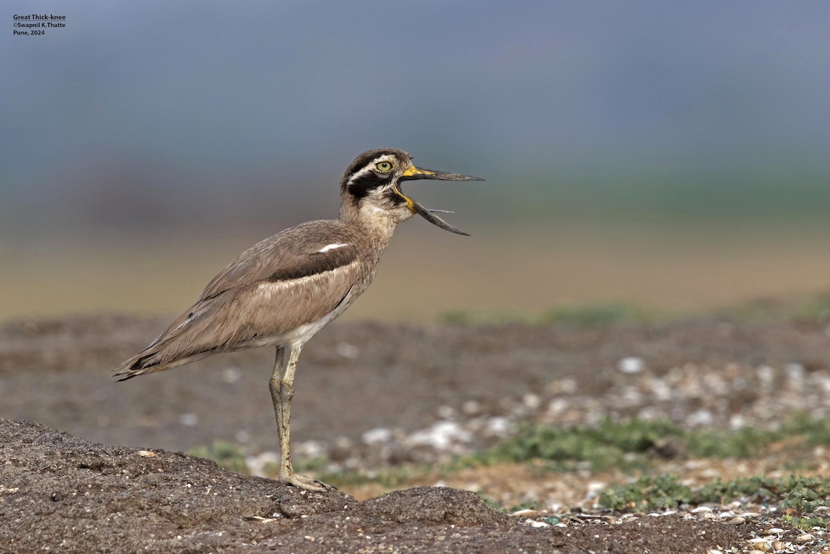 Great Thick-knee - ML620496501