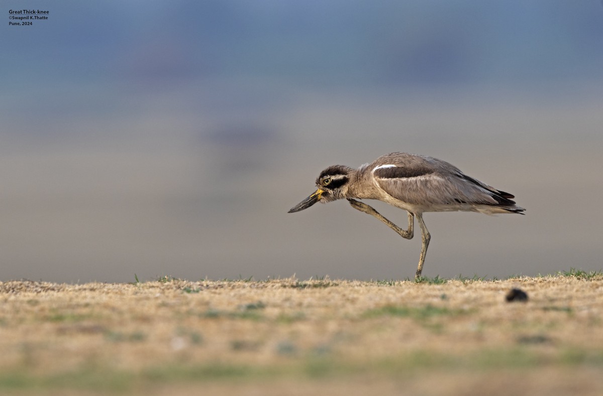 Great Thick-knee - ML620496502