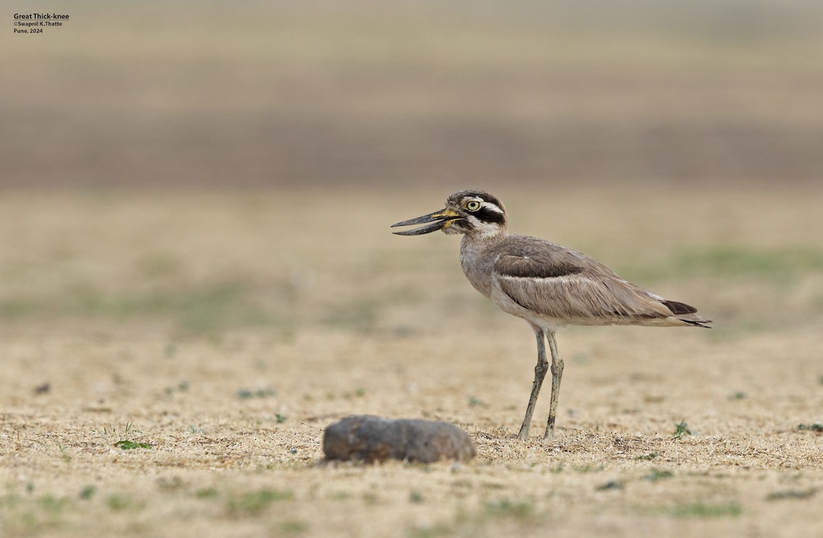 Great Thick-knee - ML620496503