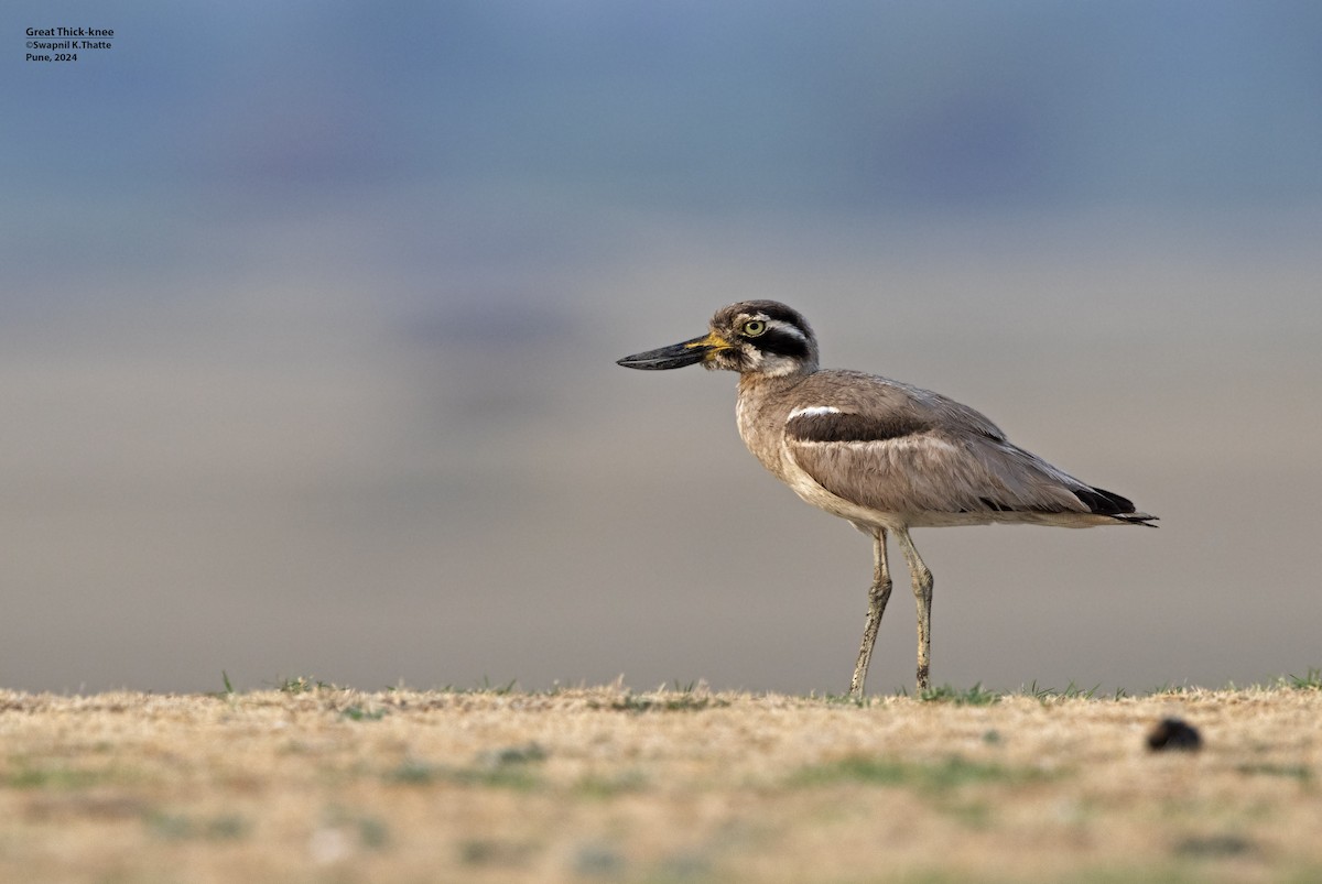 Great Thick-knee - ML620496504