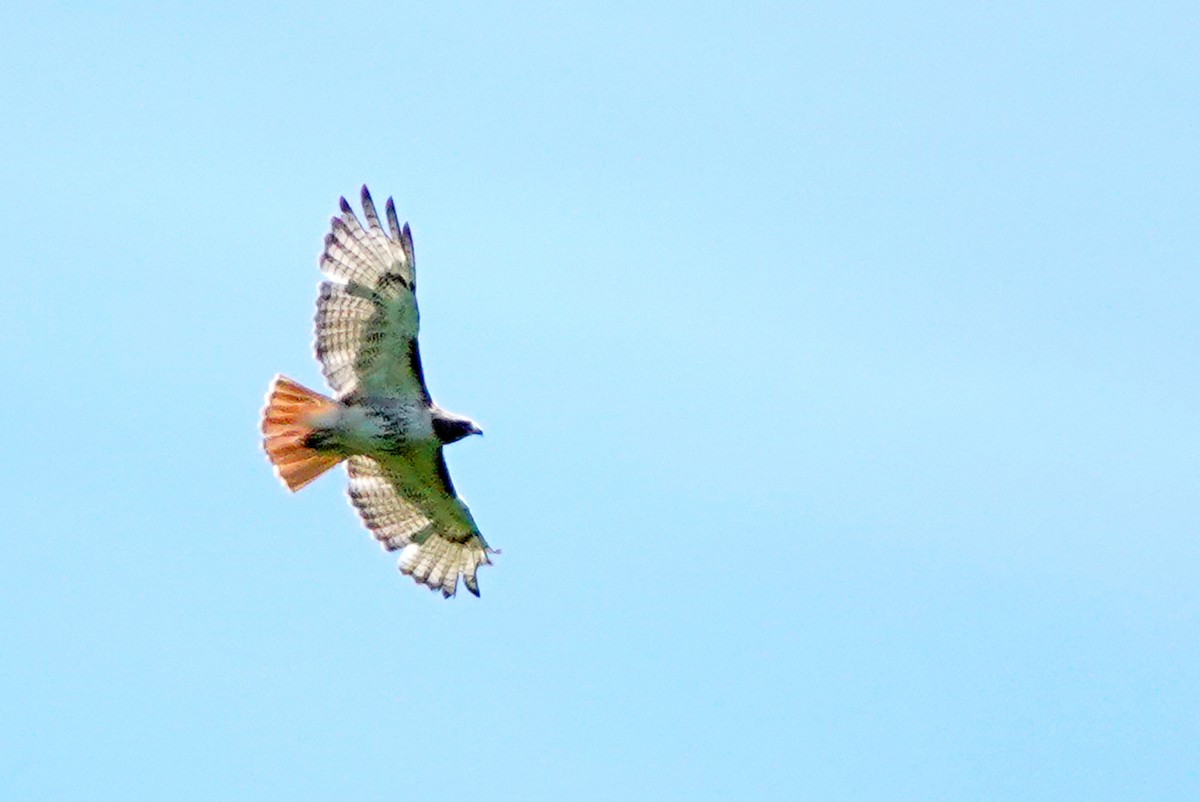 Red-tailed Hawk - ML620496505